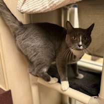 Thumbnail photo of Ace #4