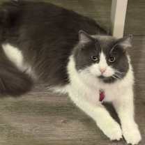 Thumbnail photo of Cupcake #1