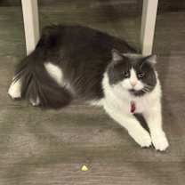 Thumbnail photo of Cupcake #2