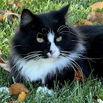 Thumbnail photo of Miles #1