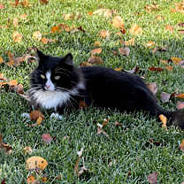 Thumbnail photo of Miles #2