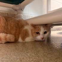 Thumbnail photo of Rue #3