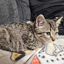 Thumbnail photo of Paperclip #3