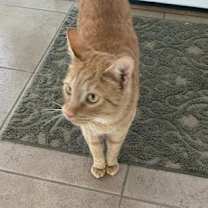 Thumbnail photo of Garfield (Gordo)  #1