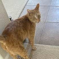 Thumbnail photo of Garfield (Gordo)  #2