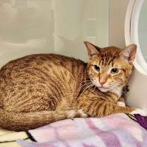 Thumbnail photo of Caesar #2