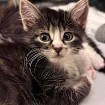 Thumbnail photo of Bean #1