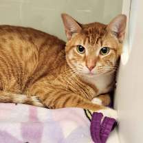 Thumbnail photo of Caesar #3