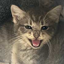 Thumbnail photo of Rocket #1