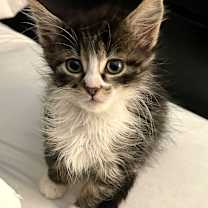 Thumbnail photo of Bean #2