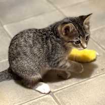 Thumbnail photo of Faline #4