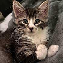 Thumbnail photo of Bean #4