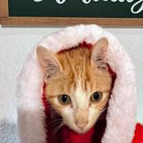 Thumbnail photo of Red Rider #2