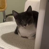 Thumbnail photo of Civic #2