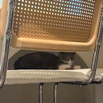 Thumbnail photo of Civic #4