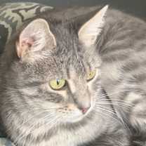 Thumbnail photo of Snowflake #3