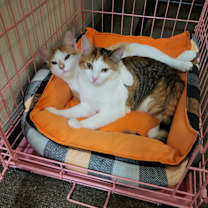 Thumbnail photo of Betsy & Patsy“Need a New Home #1