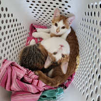 Thumbnail photo of Betsy & Patsy“Need a New Home #2