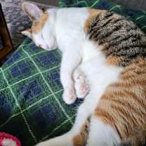 Thumbnail photo of Betsy & Patsy“Need a New Home #4