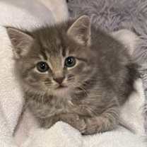 Thumbnail photo of Teddy #1