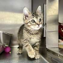 Thumbnail photo of Blinky (bonded w/ Inky) #1