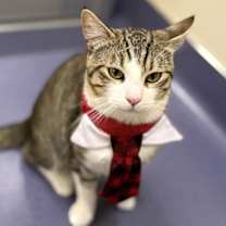 Thumbnail photo of Sir Meows A Lot #1