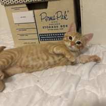 Thumbnail photo of Fanny #2