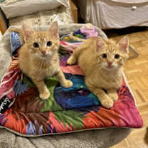 Thumbnail photo of Fanny #3