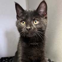 Thumbnail photo of Krueger #1