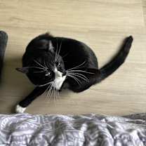 Thumbnail photo of Watson #4