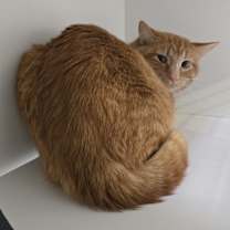 Thumbnail photo of Chip #2