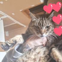 Thumbnail photo of Bathory #2