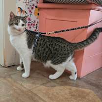 Thumbnail photo of Alfalfa #1