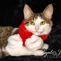 Thumbnail photo of Alfalfa #4