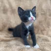 Thumbnail photo of Sugar #4