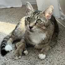 Thumbnail photo of Precious #1