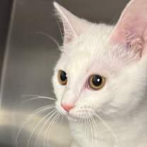 Thumbnail photo of Tomee #1