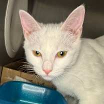 Thumbnail photo of Tomee #3