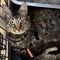 Thumbnail photo of Aur Naur Cleor #1