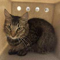 Thumbnail photo of Aur Naur Cleor #2