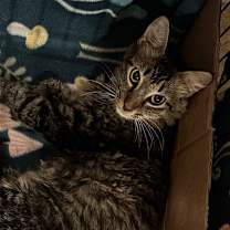 Thumbnail photo of Aur Naur Cleor #3