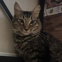 Thumbnail photo of Aur Naur Cleor #4