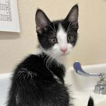 Thumbnail photo of Hawthorne #1