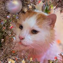 Thumbnail photo of Wesson #1