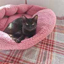 Thumbnail photo of Quill #1