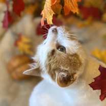 Thumbnail photo of Wesson #4