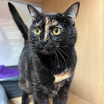 Thumbnail photo of Prada #1