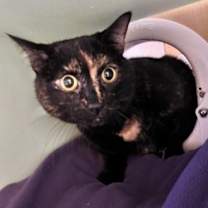 Thumbnail photo of Prada #4