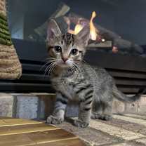 Thumbnail photo of Lexus #1