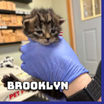 Thumbnail photo of Brooklyn (Pink Collar) #1